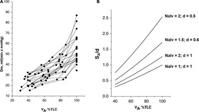 Role of the Air-Blood Barrier Phenotype in Lung Oxygen Uptake and Control of Extravascular Water